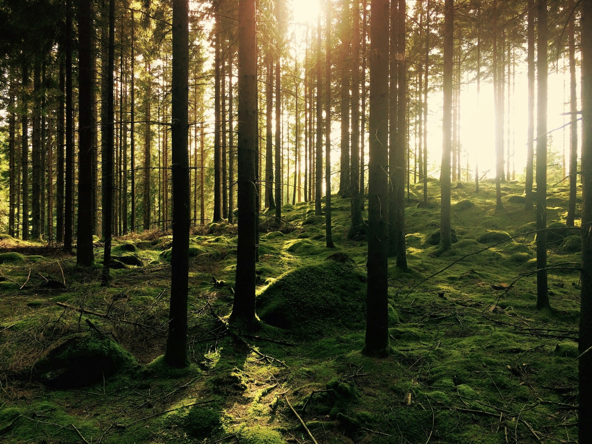 Granskog i motljus