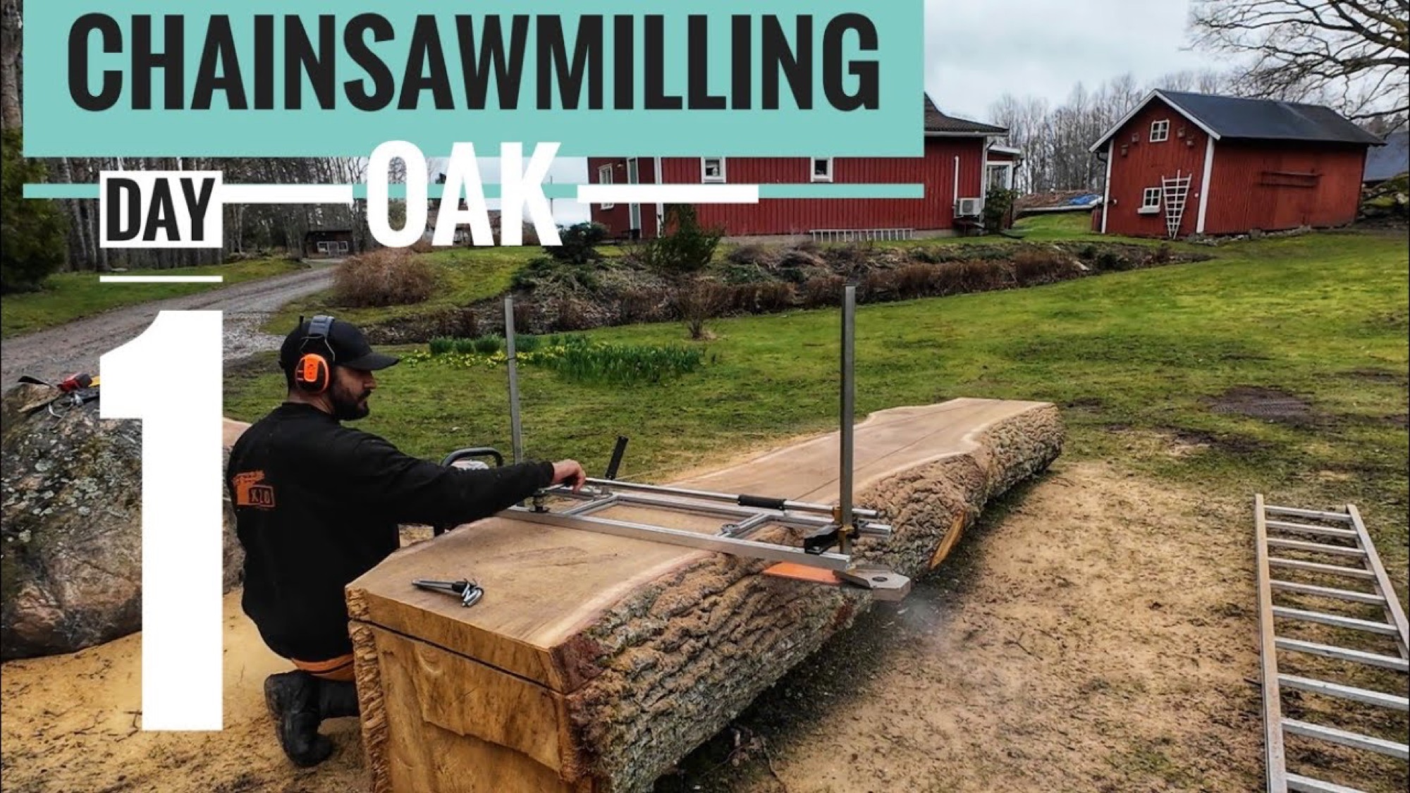 Video: Kedjesågning av ek – dag 1